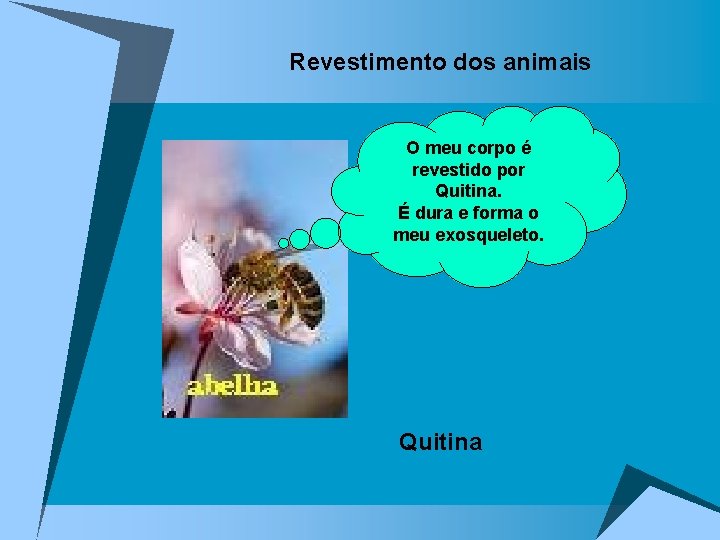 Revestimento dos animais O meu corpo é revestido por Quitina. É dura e forma