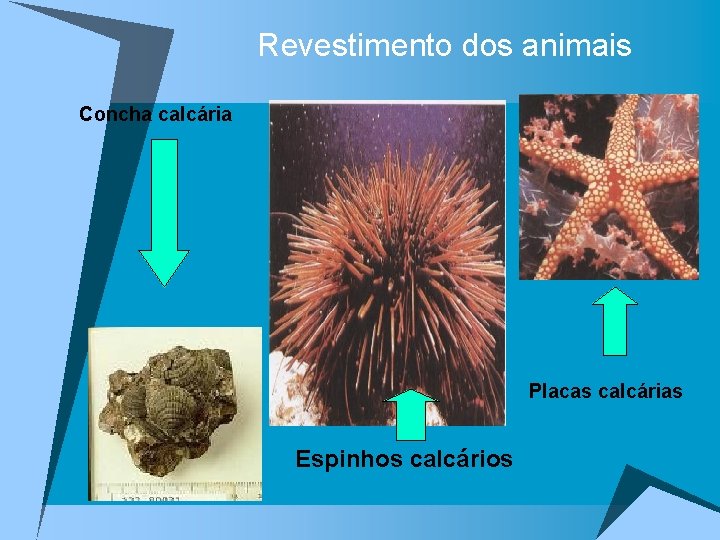 Revestimento dos animais Concha calcária Placas calcárias Espinhos calcários 