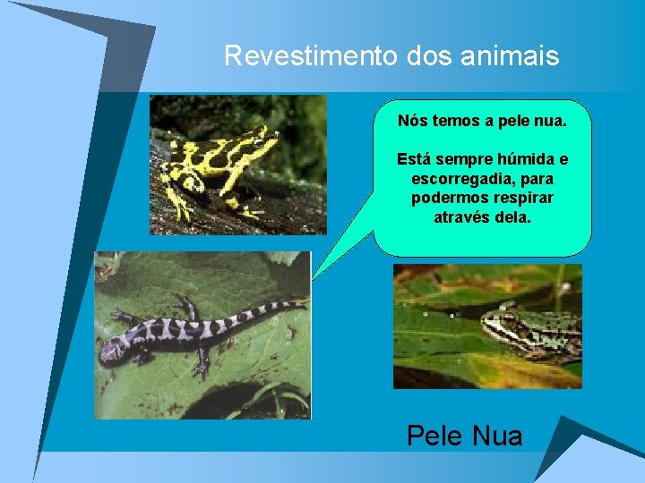 Revestimento dos animais Nós temos a pele nua. Está sempre húmida e escorregadia, para