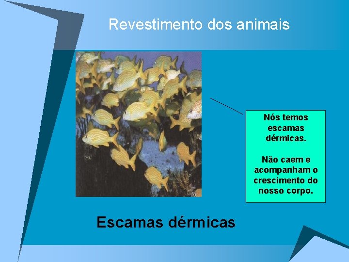 Revestimento dos animais Nós temos escamas dérmicas. Não caem e acompanham o crescimento do