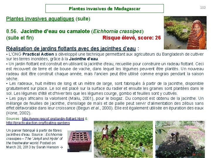 Plantes invasives de Madagascar 102 Plantes invasives aquatiques (suite) 8. 56. Jacinthe d’eau ou