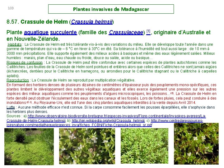 103 Plantes invasives de Madagascar 8. 57. Crassule de Helm (Crassula helmsii) Plante aquatique