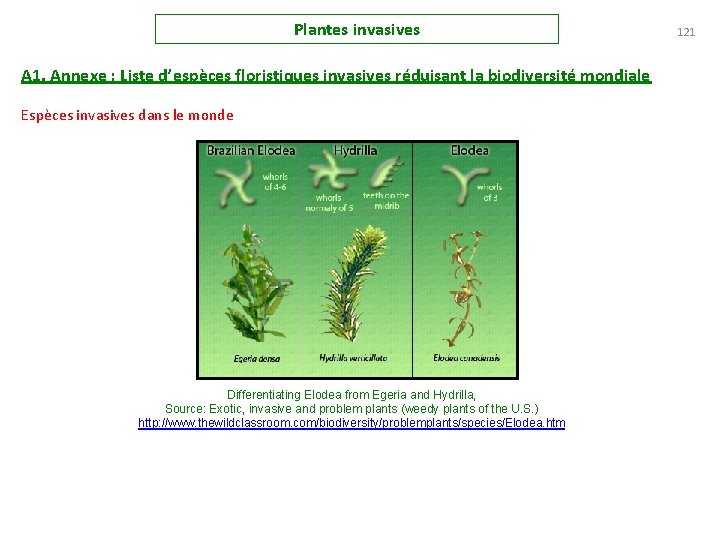 Plantes invasives A 1. Annexe : Liste d’espèces floristiques invasives réduisant la biodiversité mondiale