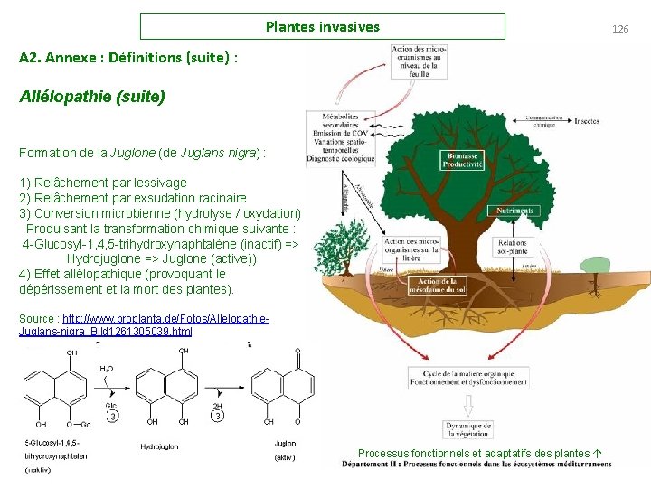 Plantes invasives A 2. Annexe : Définitions (suite) : Allélopathie (suite) Formation de la