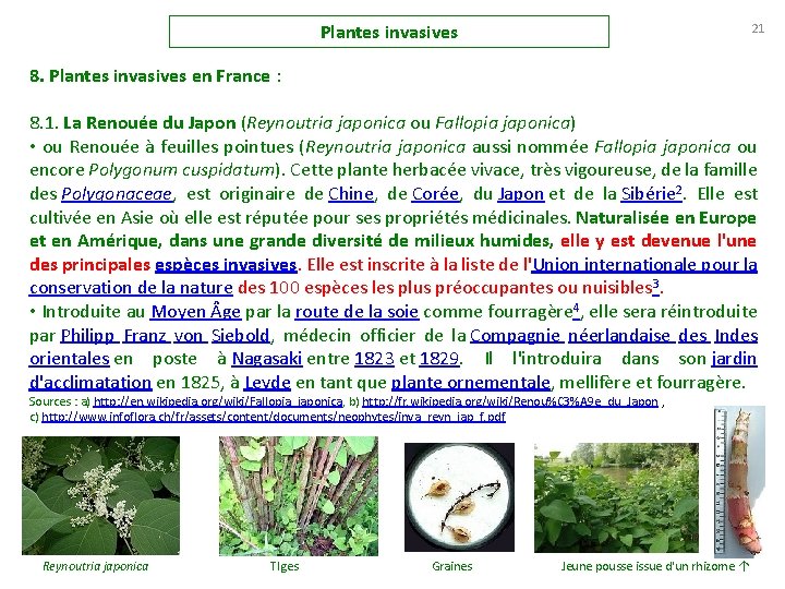 Plantes invasives 21 8. Plantes invasives en France : 8. 1. La Renouée du