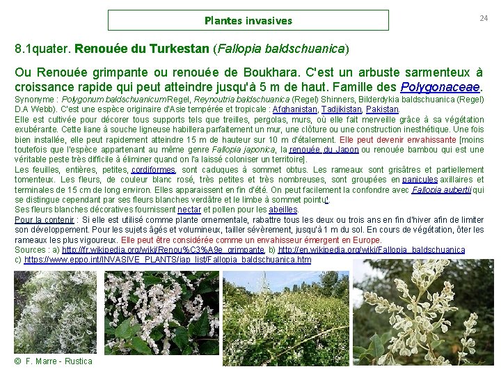Plantes invasives 24 8. 1 quater. Renouée du Turkestan (Fallopia baldschuanica) Ou Renouée grimpante