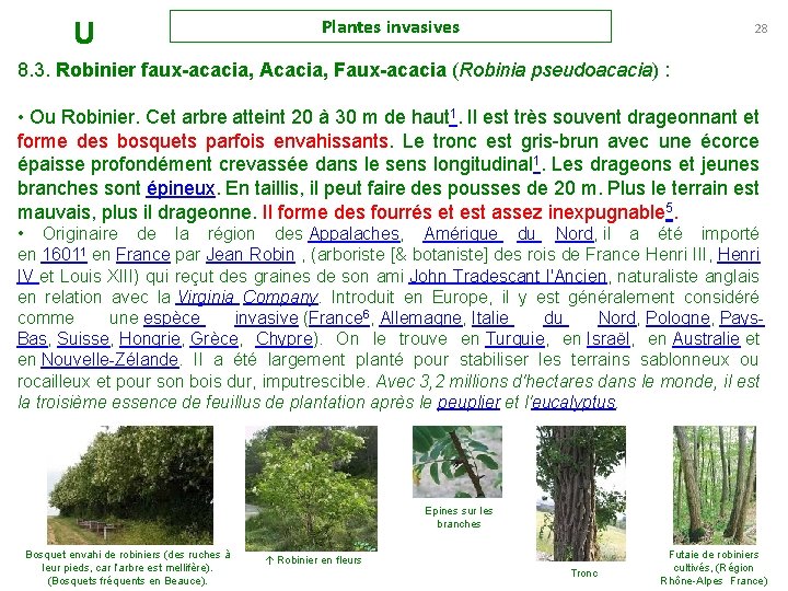 U Plantes invasives 28 8. 3. Robinier faux-acacia, Acacia, Faux-acacia (Robinia pseudoacacia) : •