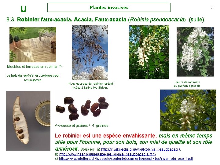 Plantes invasives U 29 8. 3. Robinier faux-acacia, Acacia, Faux-acacia (Robinia pseudoacacia) (suite) Meubles