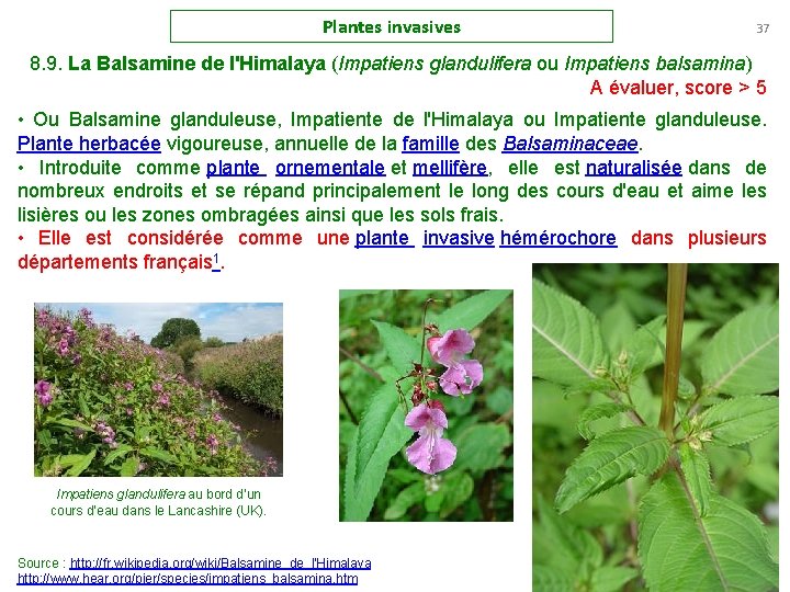 Plantes invasives 37 8. 9. La Balsamine de l'Himalaya (Impatiens glandulifera ou Impatiens balsamina)