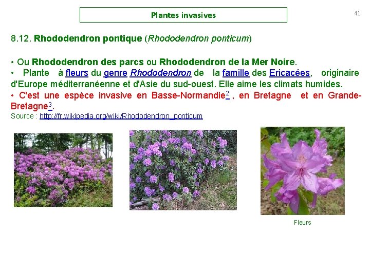 Plantes invasives 41 8. 12. Rhododendron pontique (Rhododendron ponticum) • Ou Rhododendron des parcs