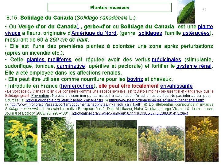 Plantes invasives 44 8. 15. Solidage du Canada (Solidago canadensis L. ) • Ou