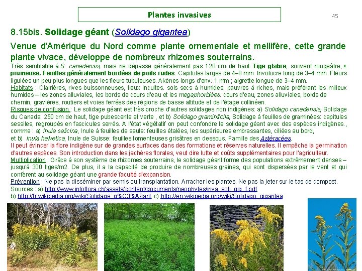 Plantes invasives 45 8. 15 bis. Solidage géant (Solidago gigantea) Venue d'Amérique du Nord