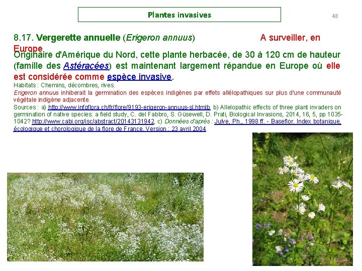 Plantes invasives 48 8. 17. Vergerette annuelle (Erigeron annuus) A surveiller, en Europe Originaire