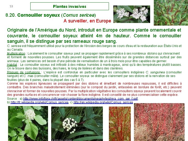 53 Plantes invasives 8. 20. Cornouiller soyeux (Cornus sericea) A surveiller, en Europe Originaire