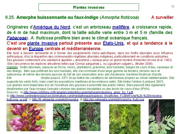 Plantes invasives 8. 25. Amorphe buissonnante ou faux-indigo (Amorpha fruticosa) 59 A surveiller Originaires