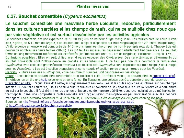 61 Plantes invasives 8. 27. Souchet comestible (Cyperus esculentus) Le souchet comestible une mauvaise