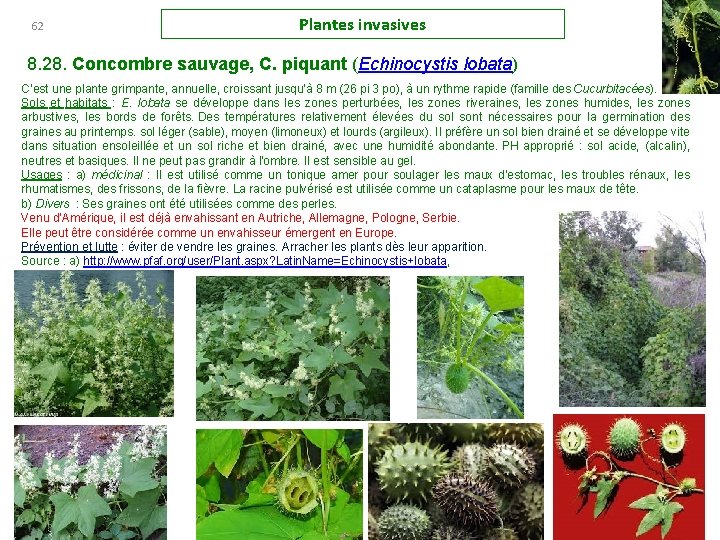 62 Plantes invasives 8. 28. Concombre sauvage, C. piquant (Echinocystis lobata) C’est une plante