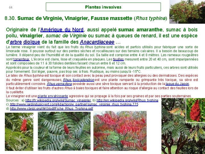 64 Plantes invasives 8. 30. Sumac de Virginie, Vinaigrier, Fausse massette (Rhus typhina) Originaire