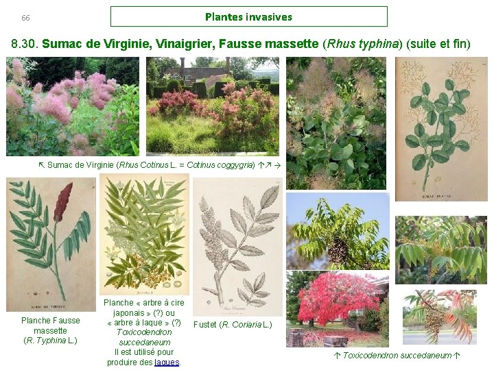 Plantes invasives 66 8. 30. Sumac de Virginie, Vinaigrier, Fausse massette (Rhus typhina) (suite