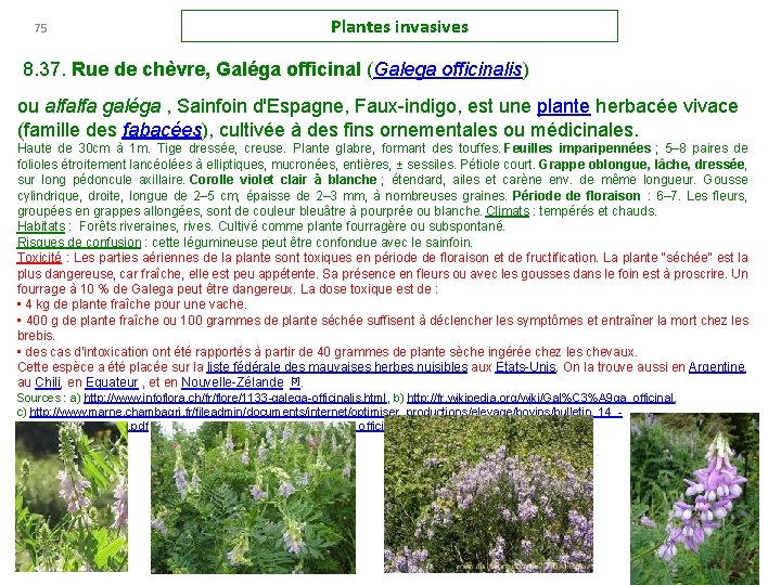 75 Plantes invasives 8. 37. Rue de chèvre, Galéga officinal (Galega officinalis) ou alfalfa