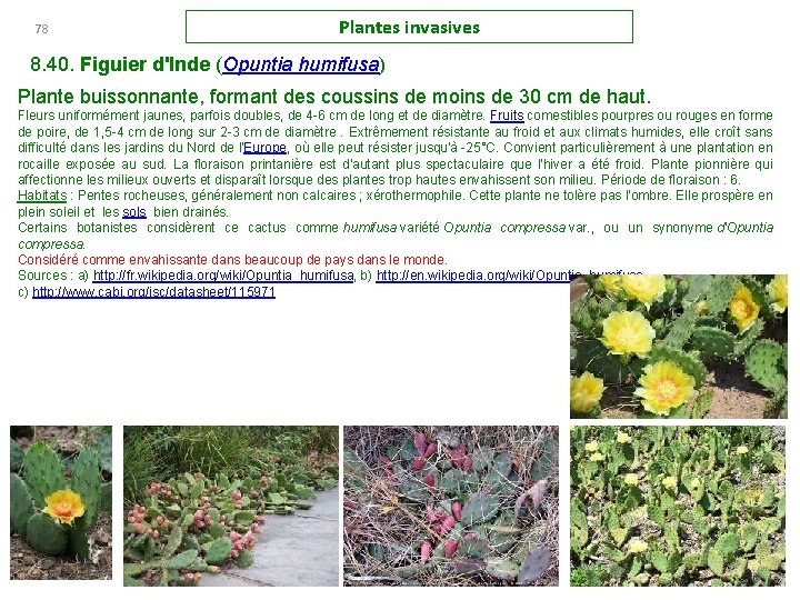78 Plantes invasives 8. 40. Figuier d'Inde (Opuntia humifusa) Plante buissonnante, formant des coussins