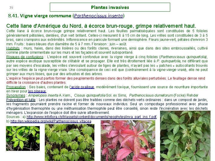 79 Plantes invasives 8. 41. Vigne vierge commune (Parthenocissus inserta) Cette liane d'Amérique du