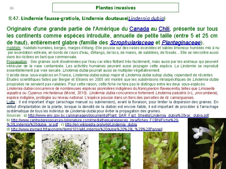 86 Plantes invasives 8. 47. Lindernie fausse gratiole, Lindernie douteuse(Lindernia dubia) Originaire d'une grande