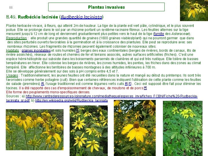 88 Plantes invasives 8. 49. Rudbéckie laciniée (Rudbeckia laciniata) Plante herbacée vivace, à fleurs,
