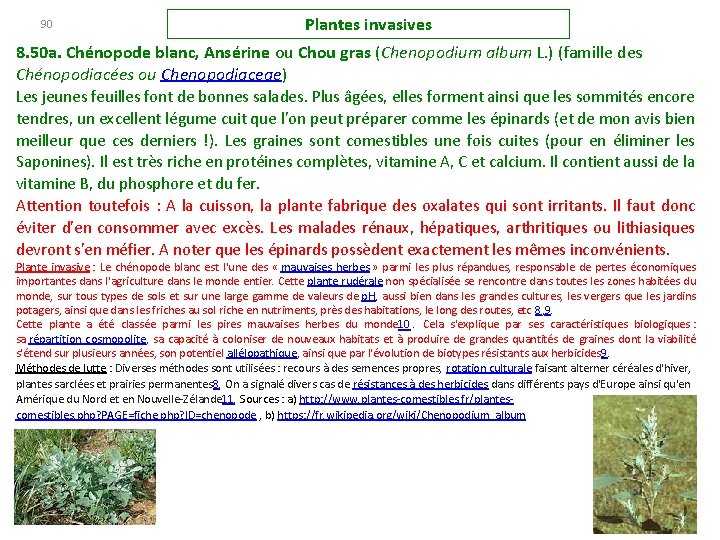 90 Plantes invasives 8. 50 a. Chénopode blanc, Ansérine ou Chou gras (Chenopodium album