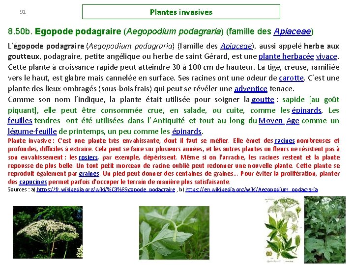 91 Plantes invasives 8. 50 b. Egopode podagraire (Aegopodium podagraria) (famille des Apiaceae) L'égopode