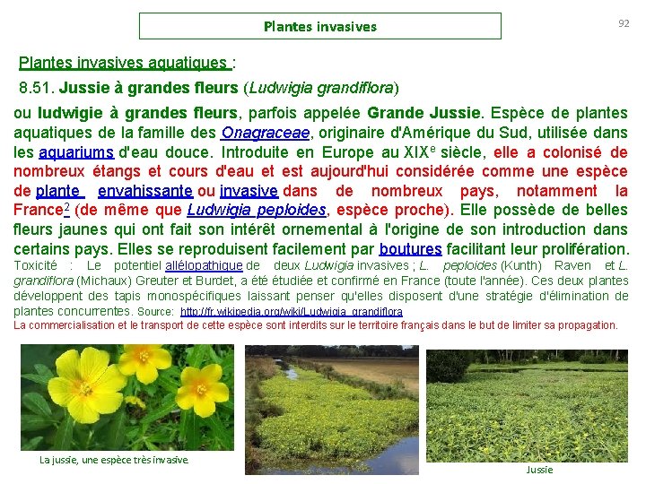 Plantes invasives 92 Plantes invasives aquatiques : 8. 51. Jussie à grandes fleurs (Ludwigia