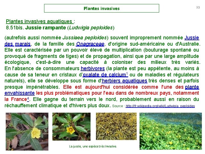 Plantes invasives 93 Plantes invasives aquatiques : 8. 51 bis. Jussie rampante (Ludwigia peploides)