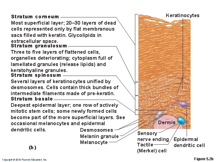 Stratum corneum Most superficial layer; 20– 30 layers of dead cells represented only by