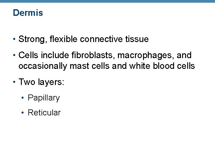 Dermis • Strong, flexible connective tissue • Cells include fibroblasts, macrophages, and occasionally mast