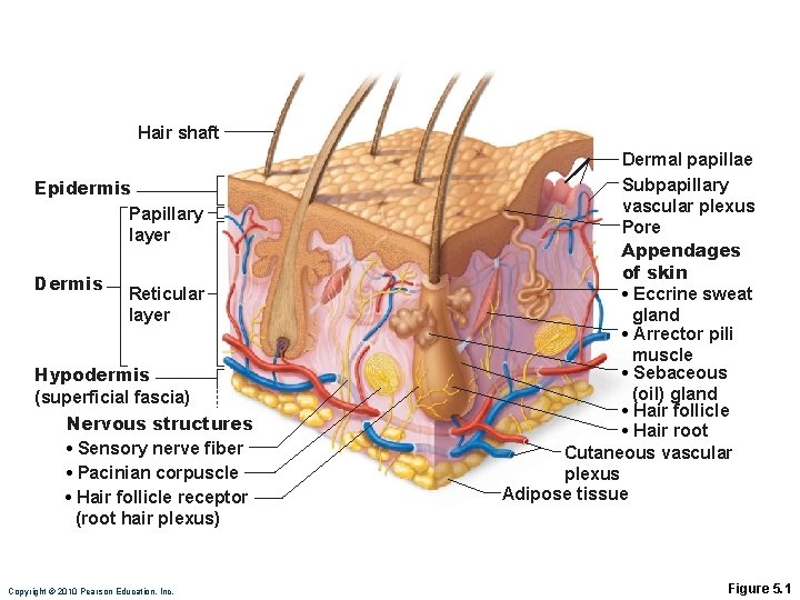 Hair shaft Epidermis Papillary layer Dermis Reticular layer Hypodermis (superficial fascia) Nervous structures •