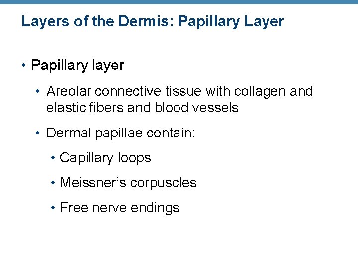 Layers of the Dermis: Papillary Layer • Papillary layer • Areolar connective tissue with