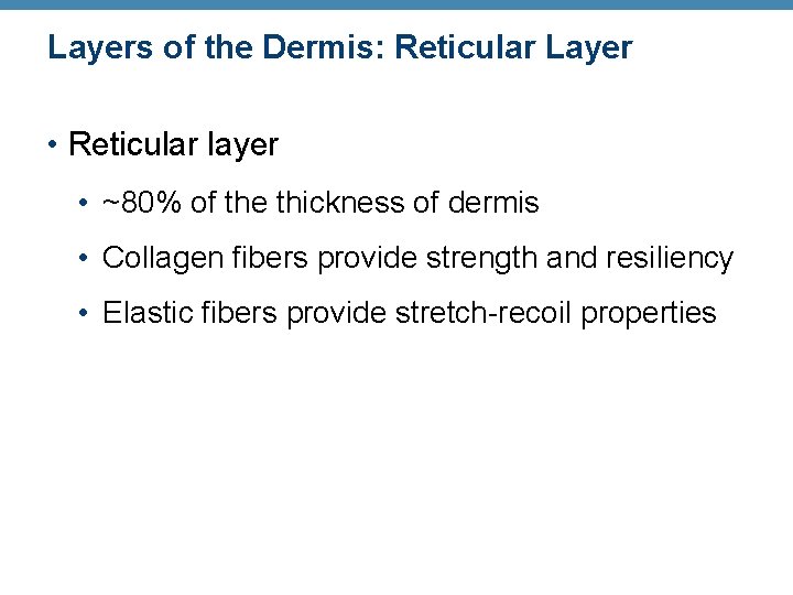 Layers of the Dermis: Reticular Layer • Reticular layer • ~80% of the thickness