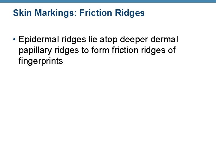 Skin Markings: Friction Ridges • Epidermal ridges lie atop deeper dermal papillary ridges to