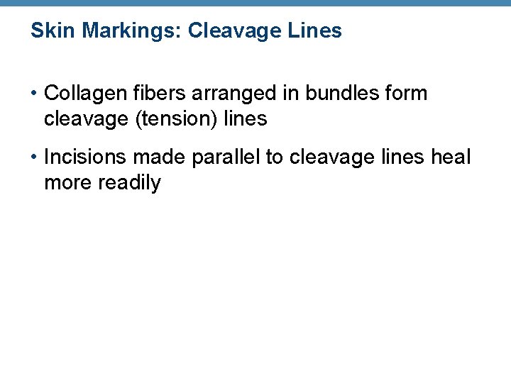 Skin Markings: Cleavage Lines • Collagen fibers arranged in bundles form cleavage (tension) lines