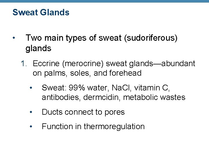 Sweat Glands • Two main types of sweat (sudoriferous) glands 1. Eccrine (merocrine) sweat
