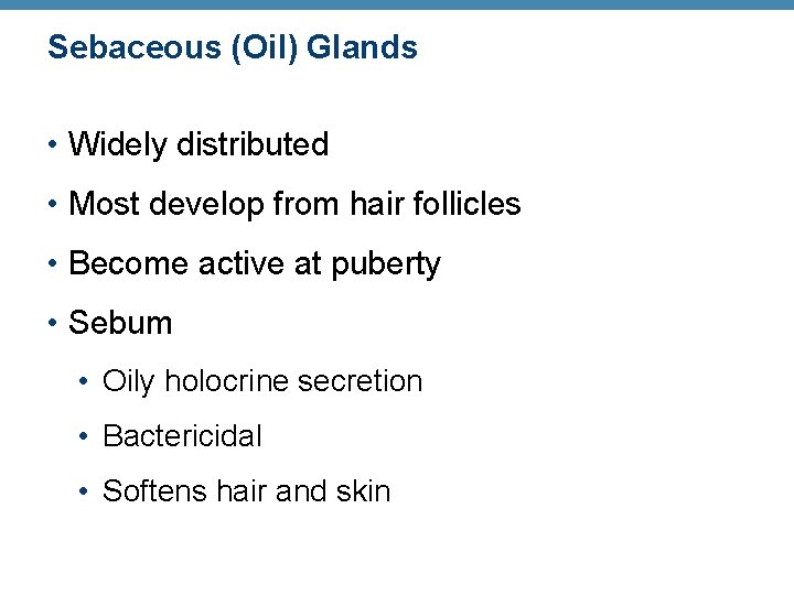 Sebaceous (Oil) Glands • Widely distributed • Most develop from hair follicles • Become