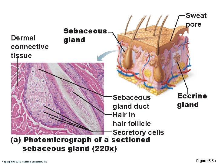 Dermal connective tissue Sebaceous gland duct Hair in hair follicle Secretory cells (a) Photomicrograph