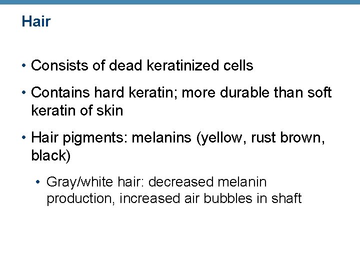 Hair • Consists of dead keratinized cells • Contains hard keratin; more durable than