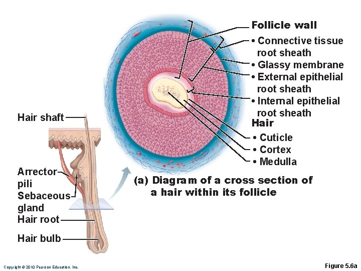 Follicle wall Hair shaft Arrector pili Sebaceous gland Hair root • Connective tissue root