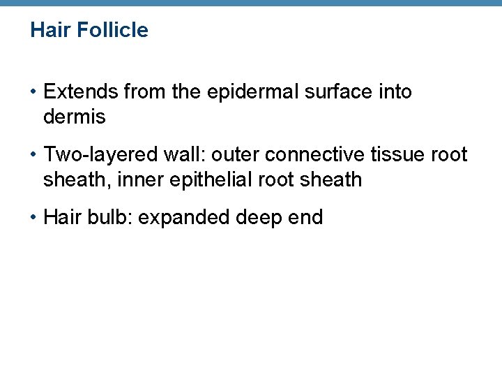 Hair Follicle • Extends from the epidermal surface into dermis • Two-layered wall: outer