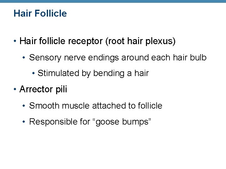 Hair Follicle • Hair follicle receptor (root hair plexus) • Sensory nerve endings around