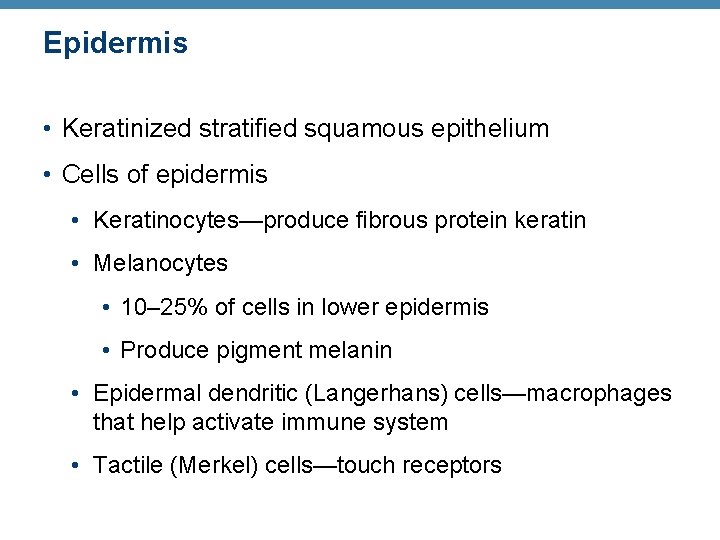 Epidermis • Keratinized stratified squamous epithelium • Cells of epidermis • Keratinocytes—produce fibrous protein