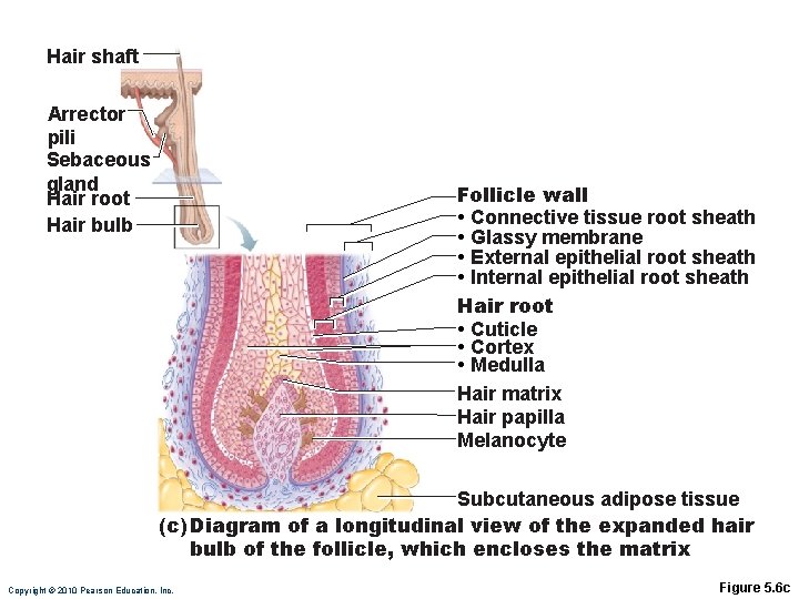 Hair shaft Arrector pili Sebaceous gland Hair root Hair bulb Follicle wall • Connective