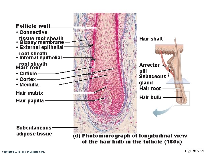 Follicle wall • Connective tissue root sheath • Glassy membrane • External epithelial root