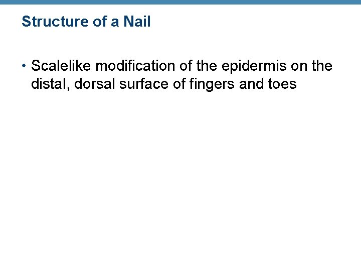 Structure of a Nail • Scalelike modification of the epidermis on the distal, dorsal